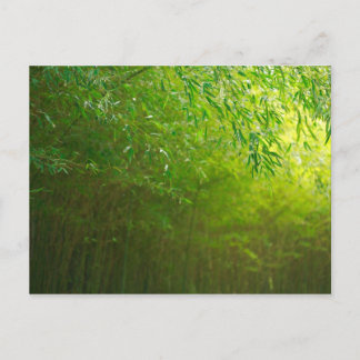 Carte Postale La forêt de Bambou