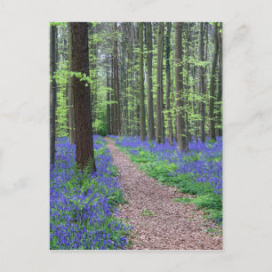 Carte Postale La forêt de Halle   Halle, Belgique