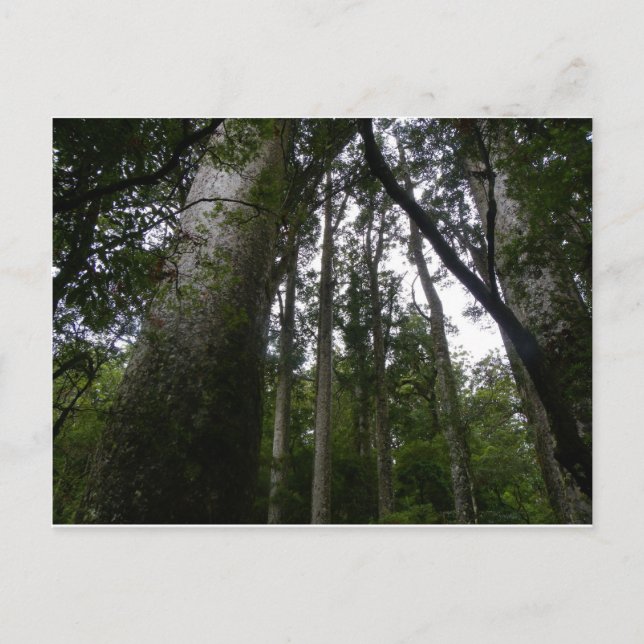 Carte Postale La forêt de Kauri (Devant)
