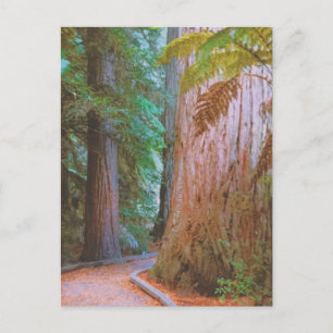 Carte Postale La forêt de Wakawakareva