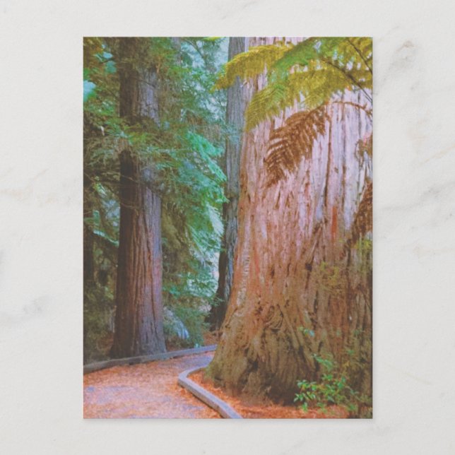 Carte Postale La forêt de Wakawakareva (Devant)