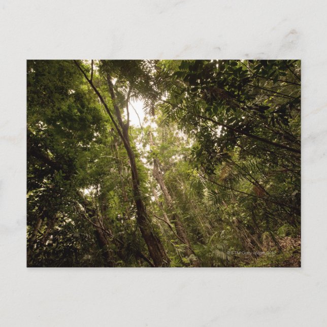 Carte Postale La forêt tropicale humide la rivière Daintree (Devant)