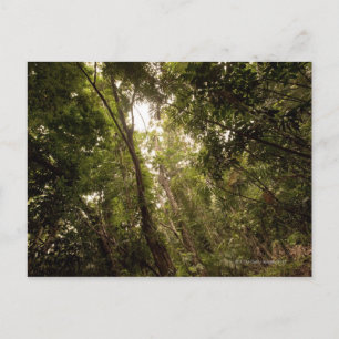 Carte Postale La forêt tropicale humide la rivière Daintree