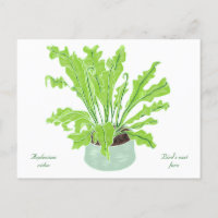 La fougère de nid d'Asplenium Bird - en tirant sur