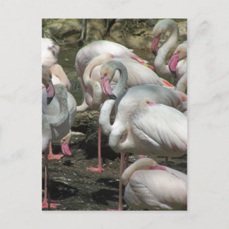 Carte Postale La Foule
