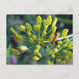 Carte Postale La fourmi, la mouche et l'herbe