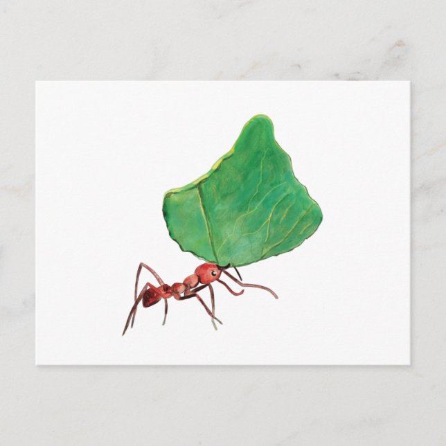 Carte Postale La fourmi portant une grosse feuille (Devant)