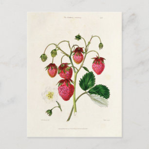 Carte Postale La fraise des Roseberry, gravée par Watte