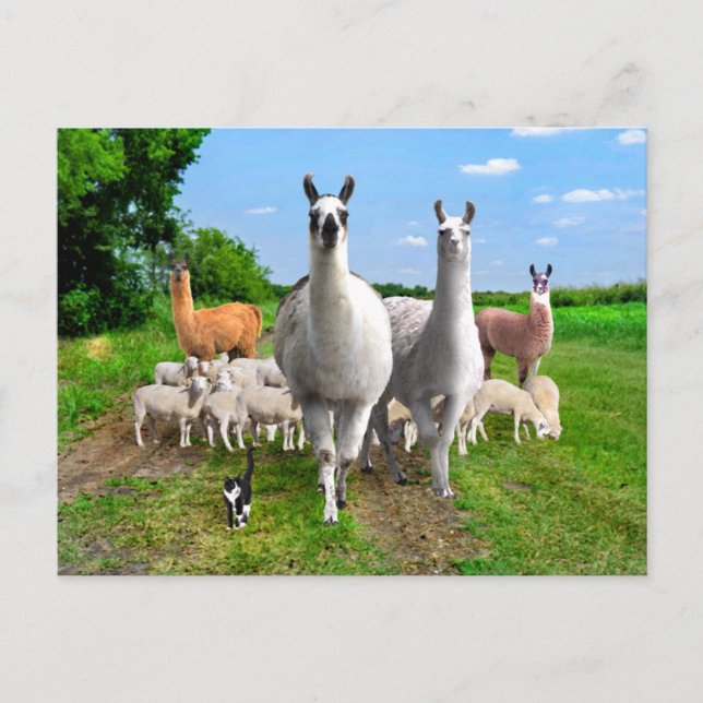 Carte Postale "La Garde Llamas" (Devant)