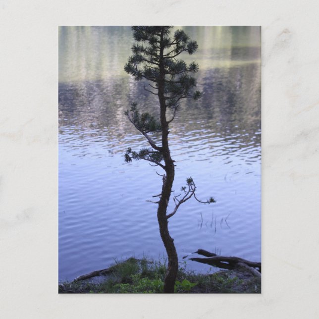 Carte Postale La gentillesse compte (Devant)