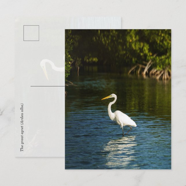 Carte Postale La grande aigrette (Ardea alba) oiseau (Devant / Derrière)
