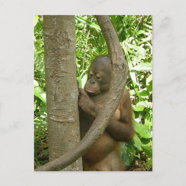 Carte Postale La gravure de mon nom dans un arbre (Devant)