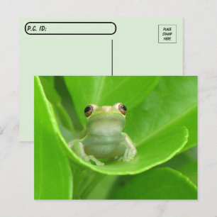 Carte Postale La grenouille de l'arbre postcroisement sur la feu