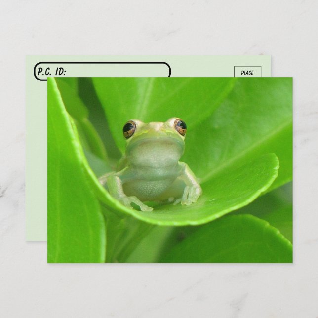 Carte Postale La grenouille de l'arbre postcroisement sur la feu (Devant / Derrière)