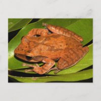 La grenouille fouettée birmane pour les amateurs d
