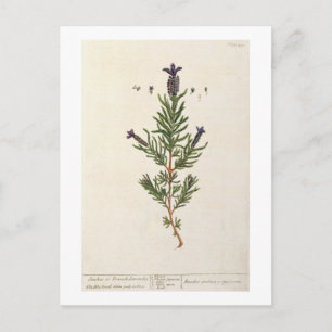 Carte Postale La lavande française, plaquent 241 'd'un Herbal