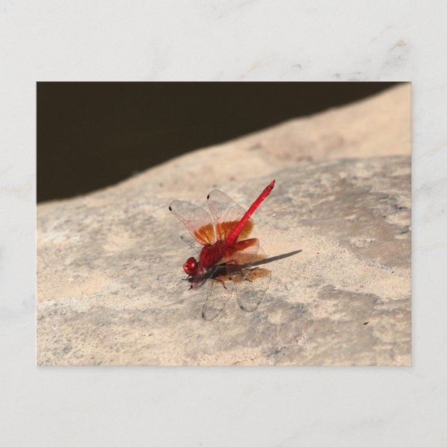 Carte Postale La libellule rouge en Afrique (Trithemis sp.) (Devant)