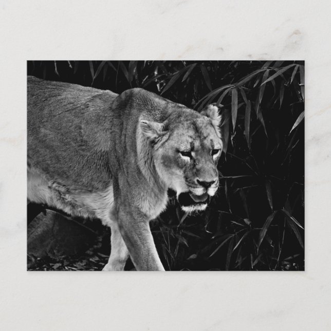 Carte Postale La lionne (Devant)