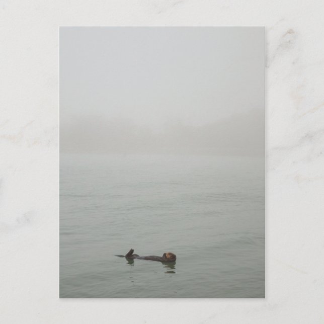 Carte Postale La loutre de mer dans le brouillard (Devant)