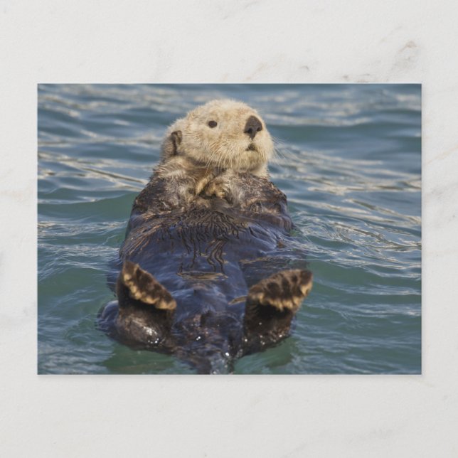 Carte Postale La loutre de mer joue sur les icebergs à Surprise  (Devant)