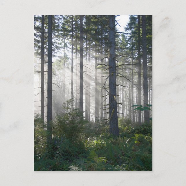 Carte Postale La lumière du soleil traverse une forêt agitée (Devant)