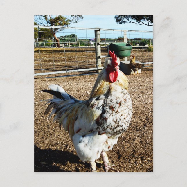 Carte Postale **"La Majesté tachetée : le coq de ferme moucheté" (Devant)