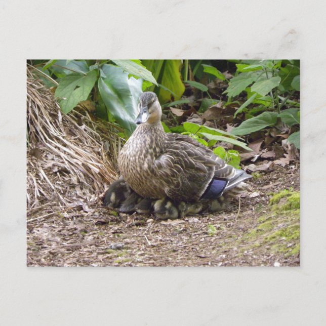 Carte Postale La meilleure mère du monde (Devant)
