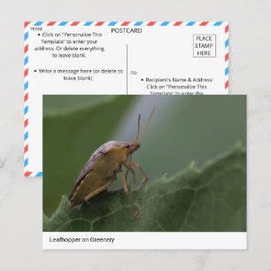 Carte Postale La merveille de la nature : Une sauterelle sur la
