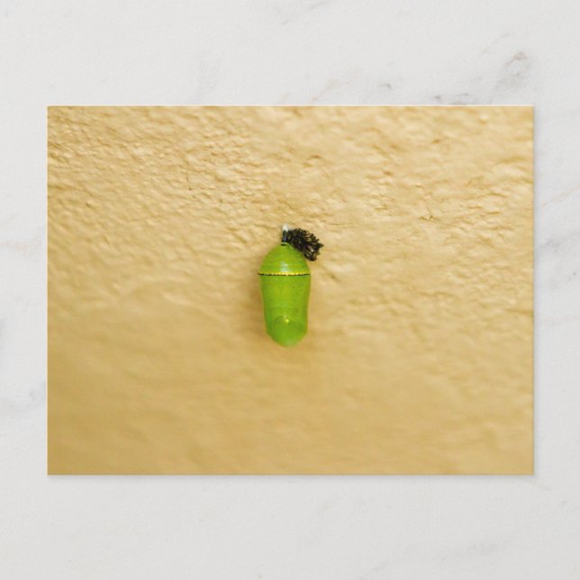 Carte Postale La métamorphose commence le papillon monarque (Devant)