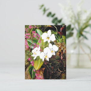 Carte Postale La Moth Orchid malaisienne et un grimpeur américai