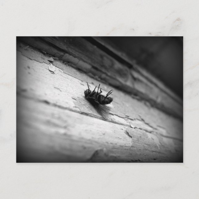 Carte Postale la mouche (Devant)