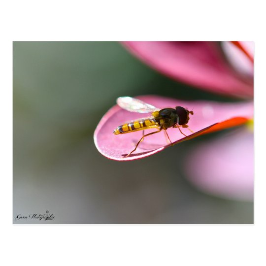Carte Postale La mouche