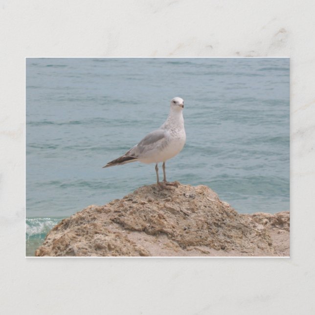 Carte Postale La Mouette Lone (2134) (Devant)