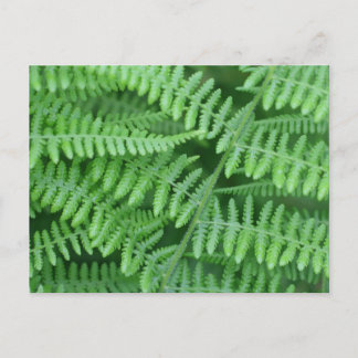 Carte Postale La nature des Fermes vertes