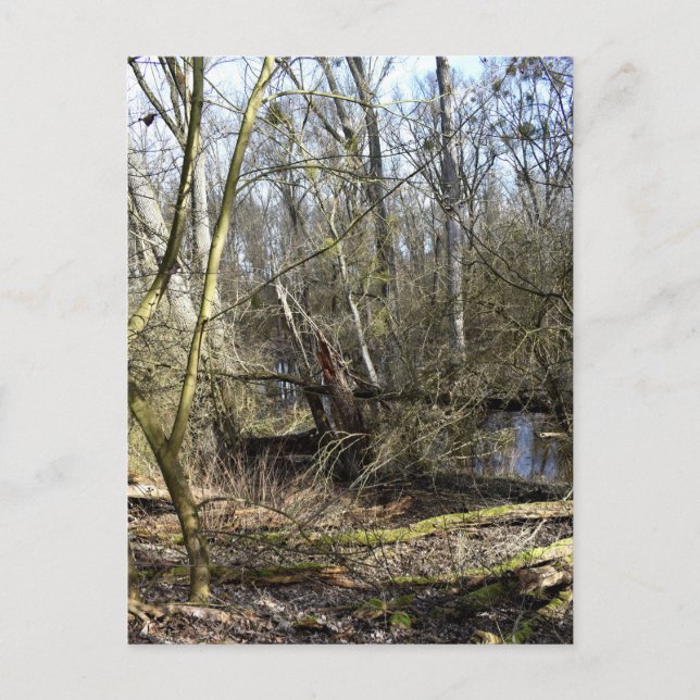 Carte Postale La nature des Madowlands (Devant)