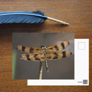 Carte Postale La nature photographique des libellules d'or