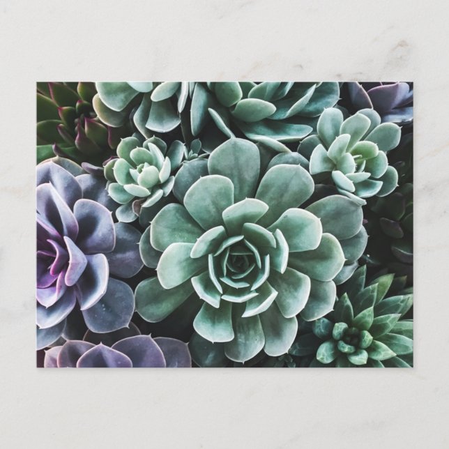 Carte Postale La nature Plante verte Succulente (Devant)