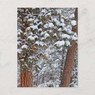 Carte Postale La neige remplit les branches des pins ponderosa