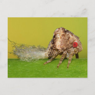 Carte Postale La nymphe plante du Missouri.