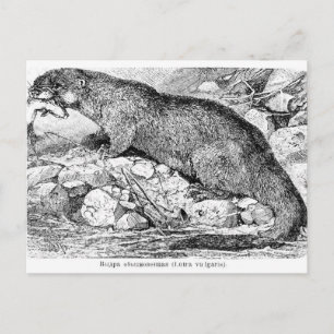 Carte Postale La Otter