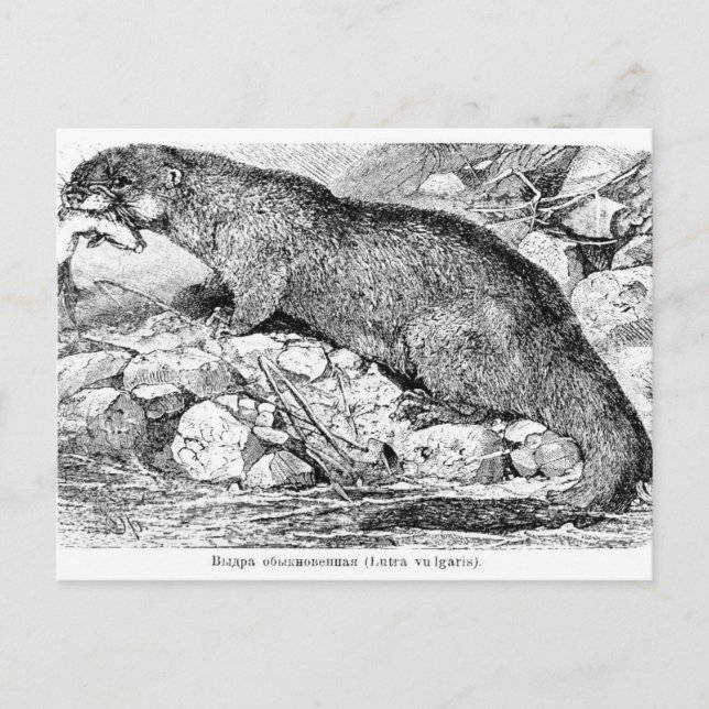 Carte Postale La Otter (Devant)