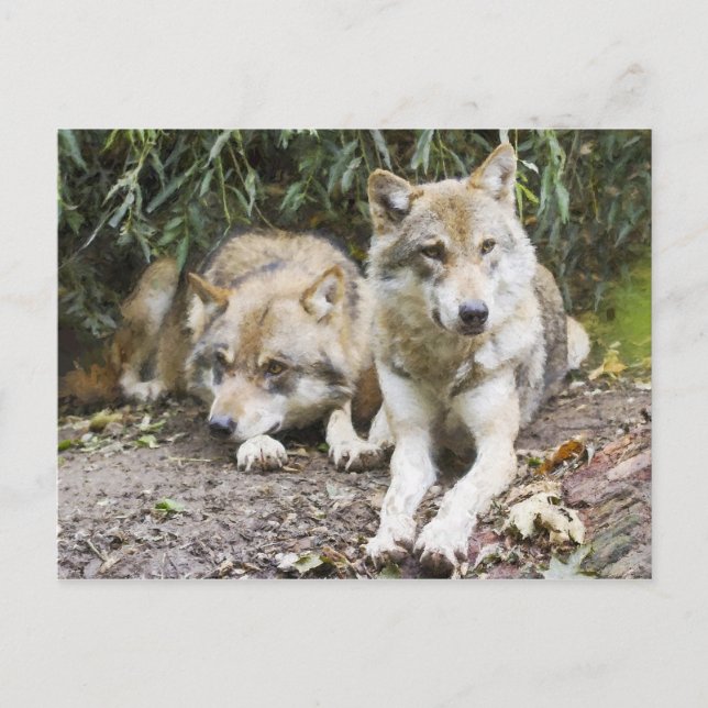 Carte Postale La paire de loups se reposant dans la forêt fauniq (Devant)