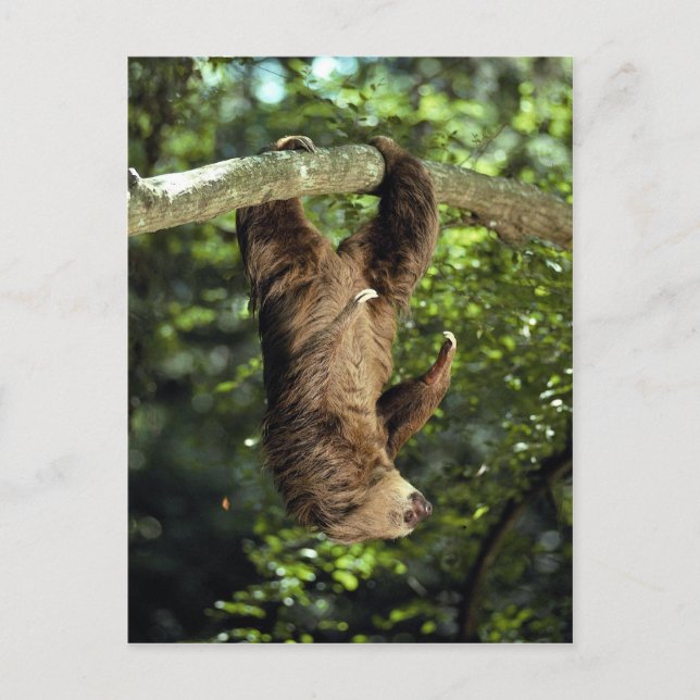 Carte Postale La paresse à deux doigts de Hoffmann (Devant)