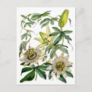 Carte Postale La passion fleurit l'illustration botanique