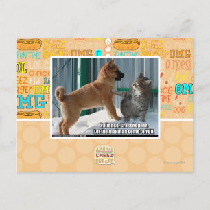 Carte Postale La patience, sauterelle