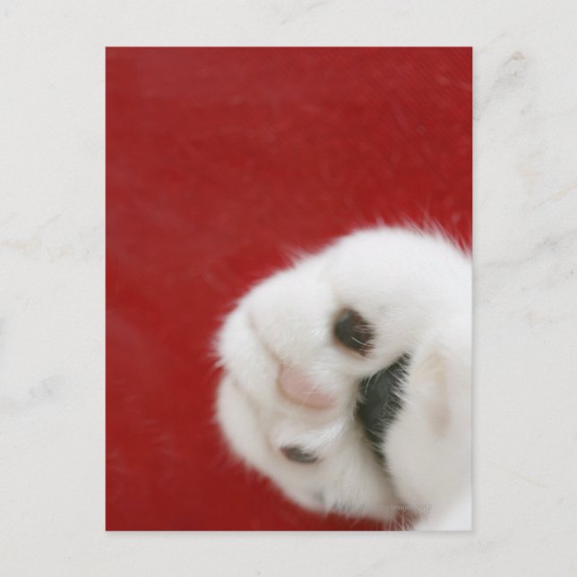 Carte Postale La patte du chat (Devant)