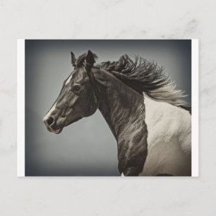 Carte Postale La peinture