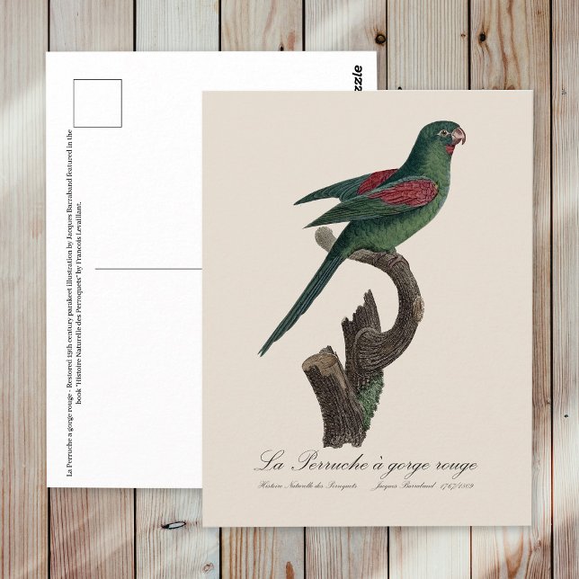 Carte Postale La Perruche a gorge rouge (Orange-Chinned Parakeet, Brotogeris jugularis. Postcard)