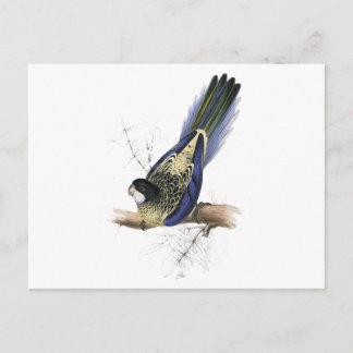 Carte Postale La perruche de Brown par Edward Lear