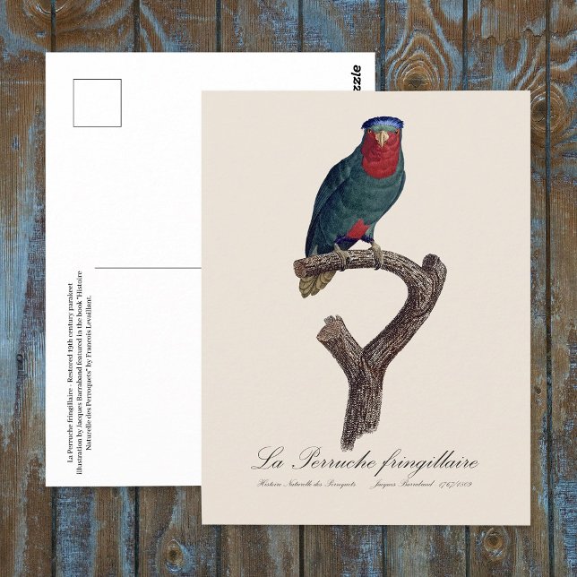 Carte Postale La Perruche fringillaire (Blue-Crowned Lorikeet, Vini Australis. Postcard)